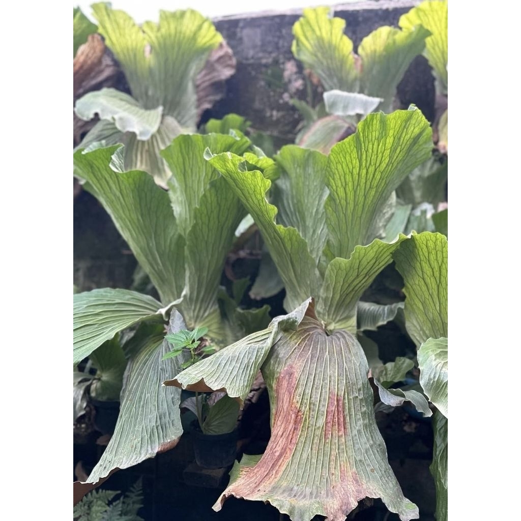 Platycerium Elephantotis / Anakan Platycerium Angola Staghorn / Simbar Elephantotis