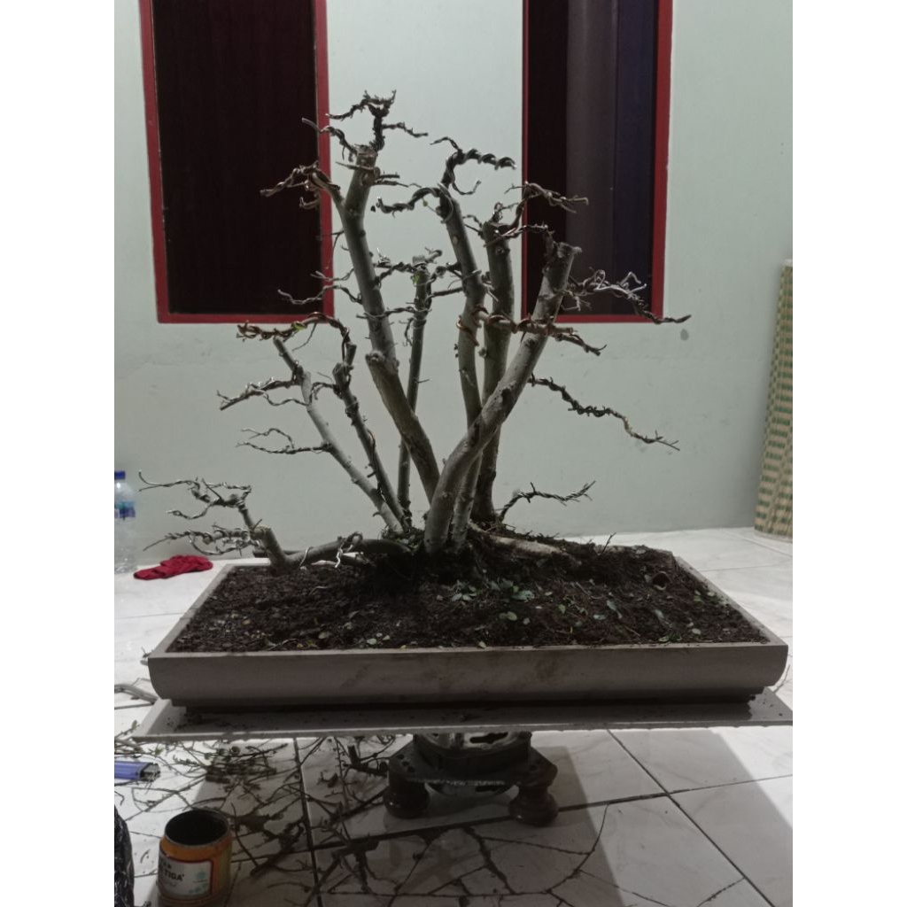 bonsai serut gruping