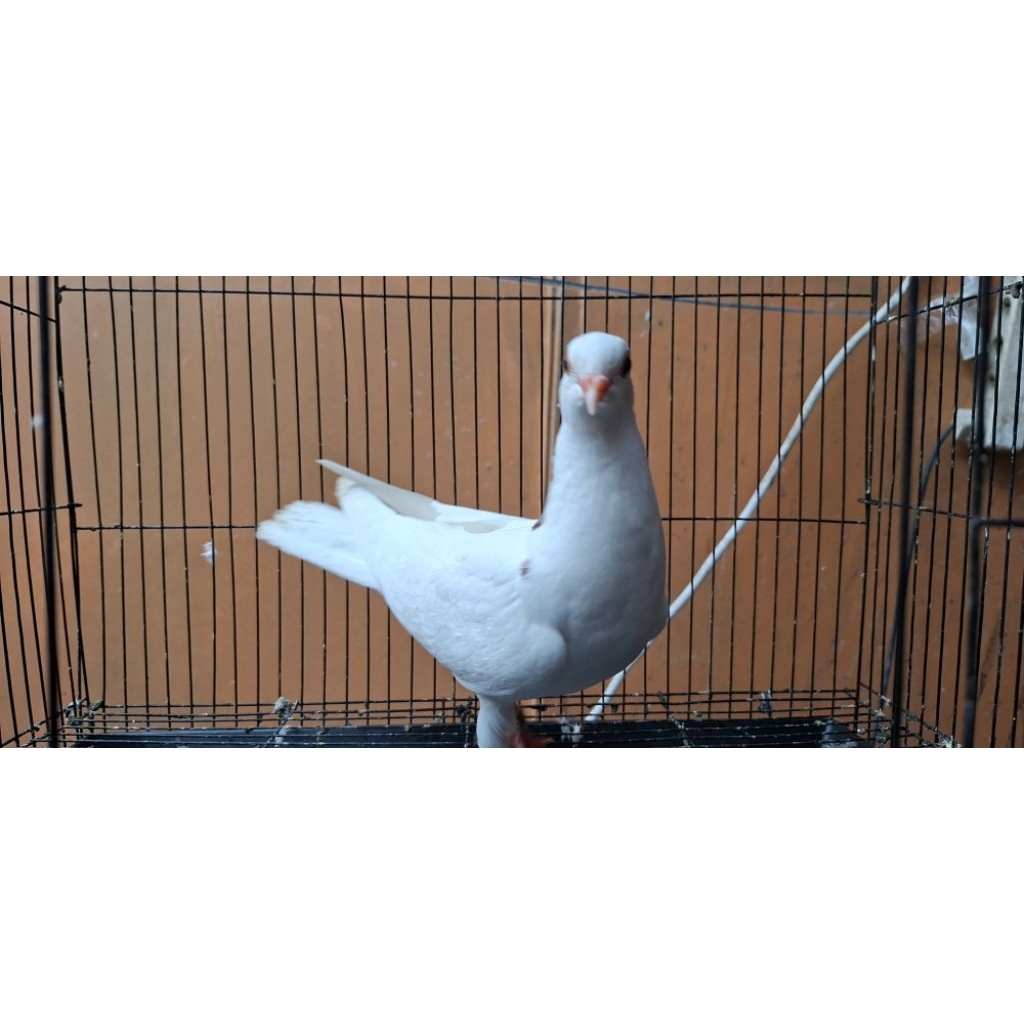 merpati anakan putih jambul