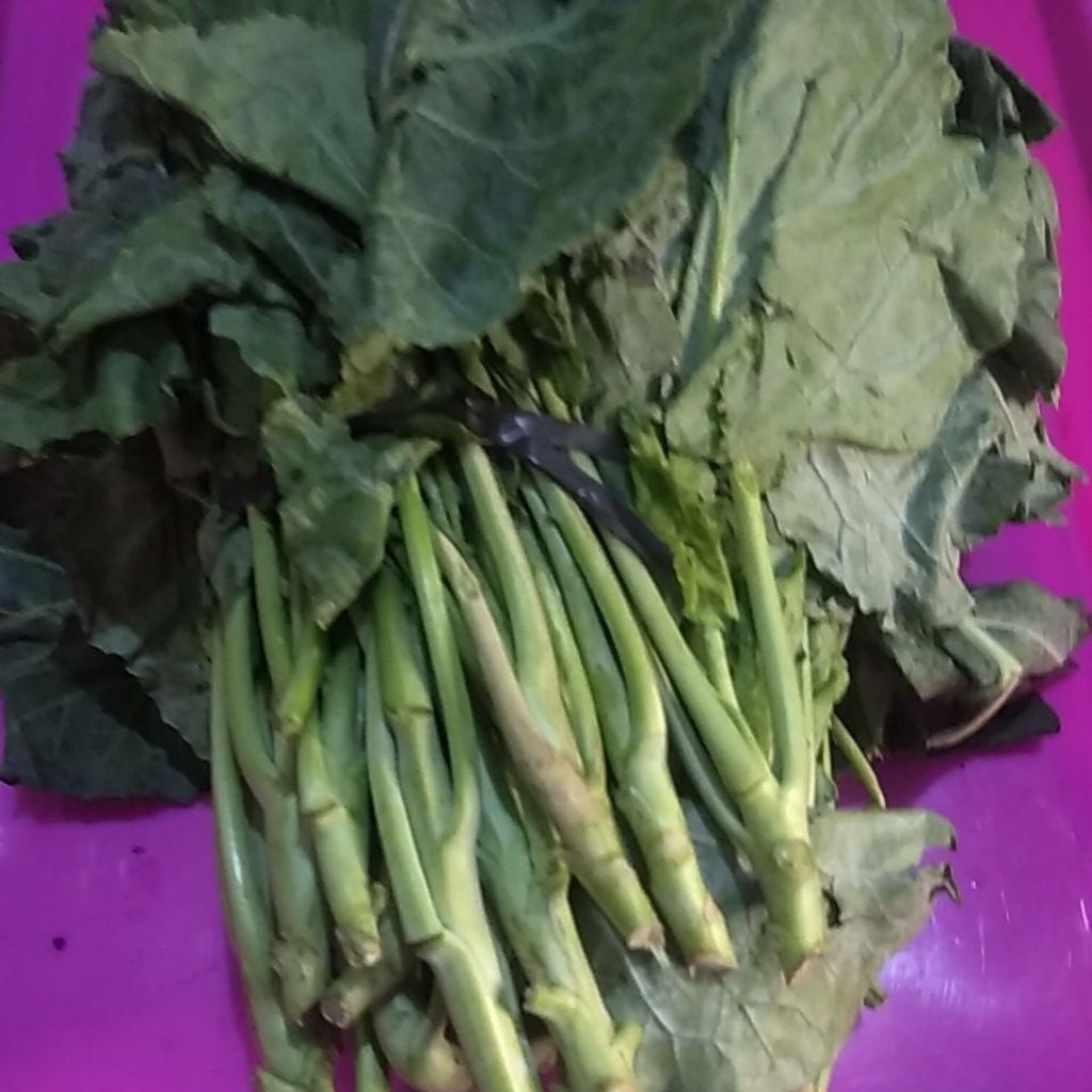 Sayur Kailan hijau segar