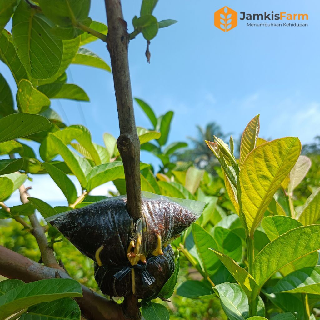 Bibit jambu kristal | Fresh cangkok jambu kristal merah jumbo