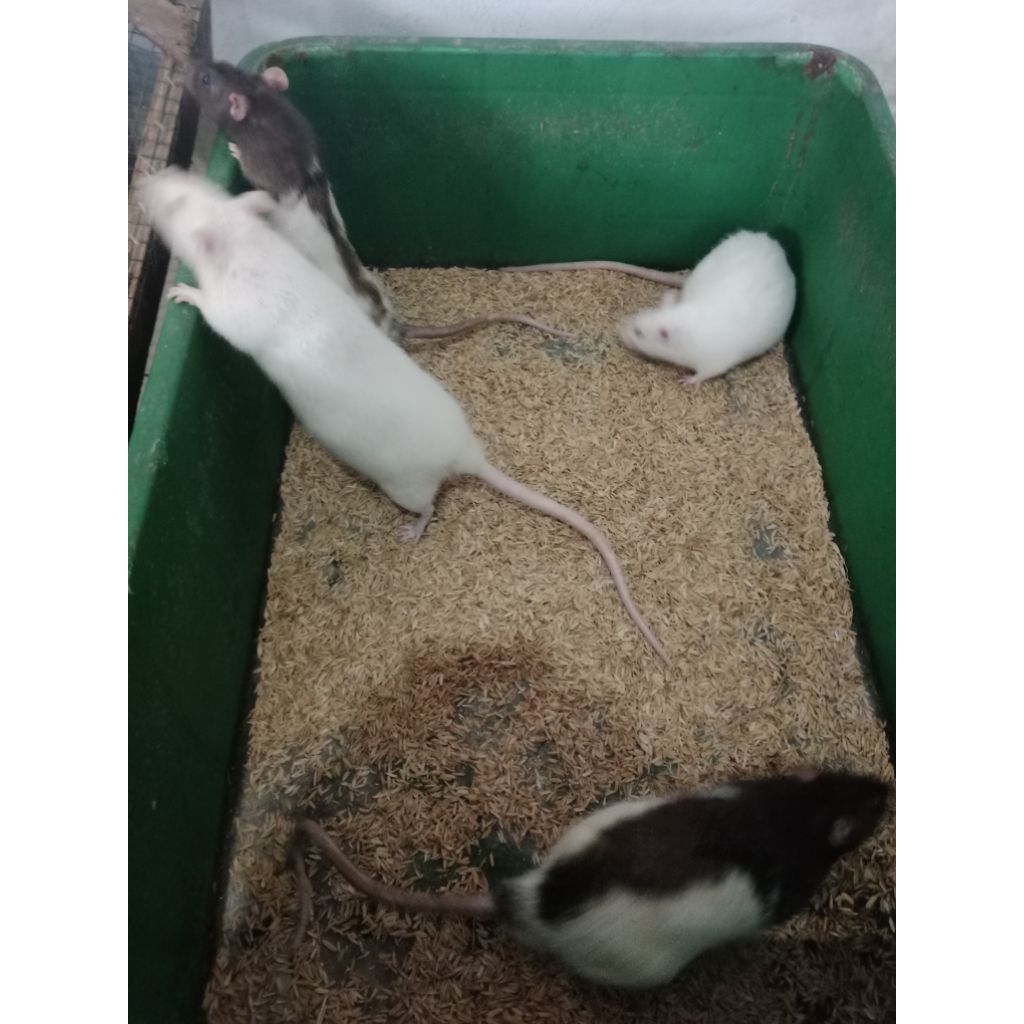 Rat Afkir Tikus Putih Pakan Reptile Tikus Lab