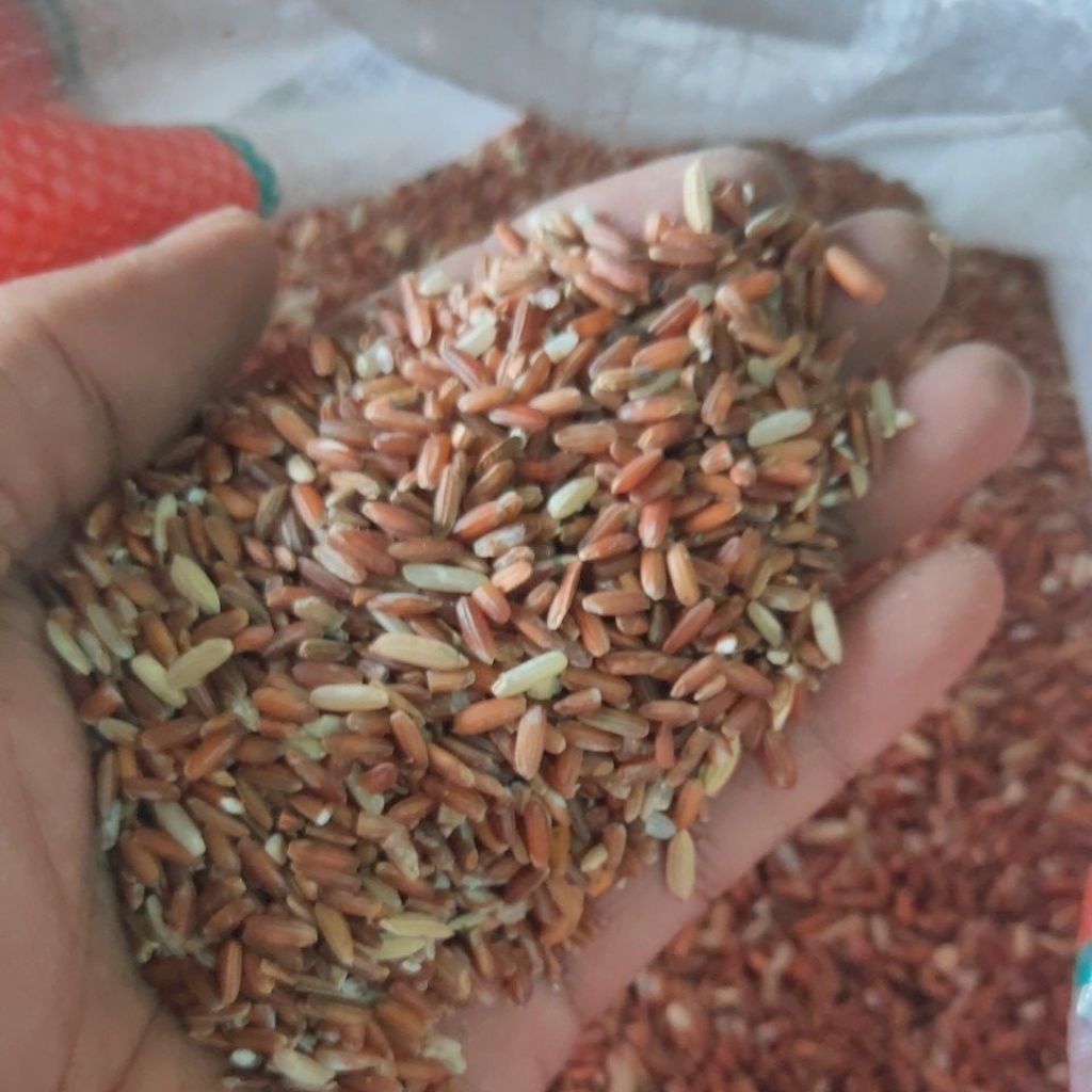 beras merah untuk pakan ayam, burung dll