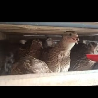 TELUR PUYUH FERTIL GPS COKLAT BLASTER PAKET 50 BUTIR UNTUK DITETASKAN.