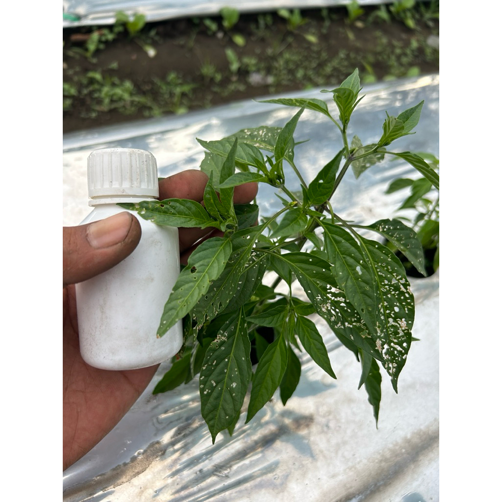 INSEKTISIDA OPLOSAN 100ml