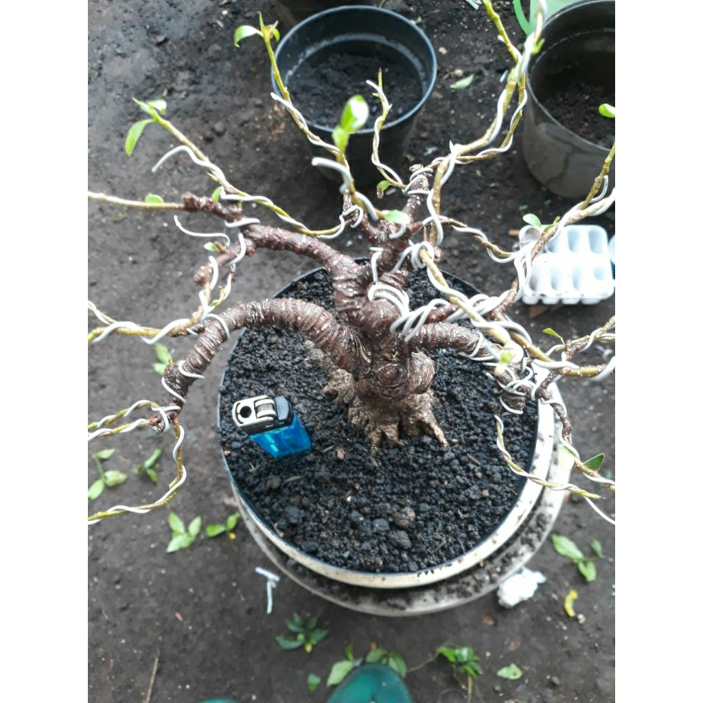 Bonsai Bahan Kimeng prokar
