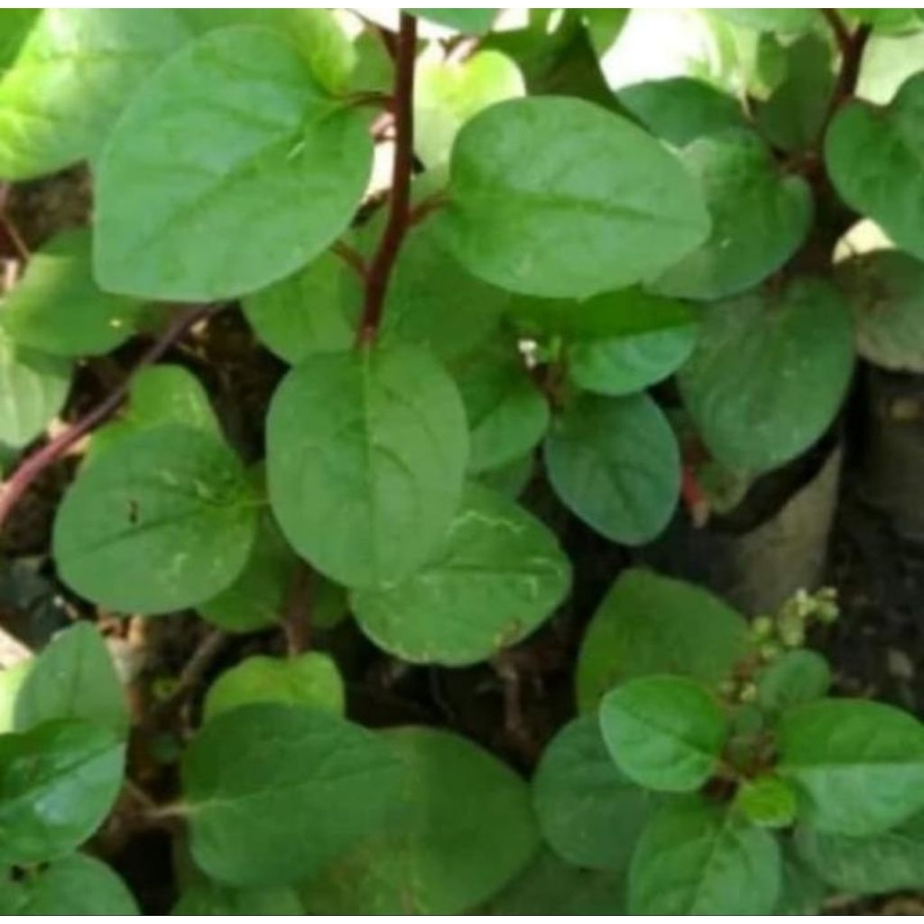 Pohon binahong tanaman herbal pohon binahong