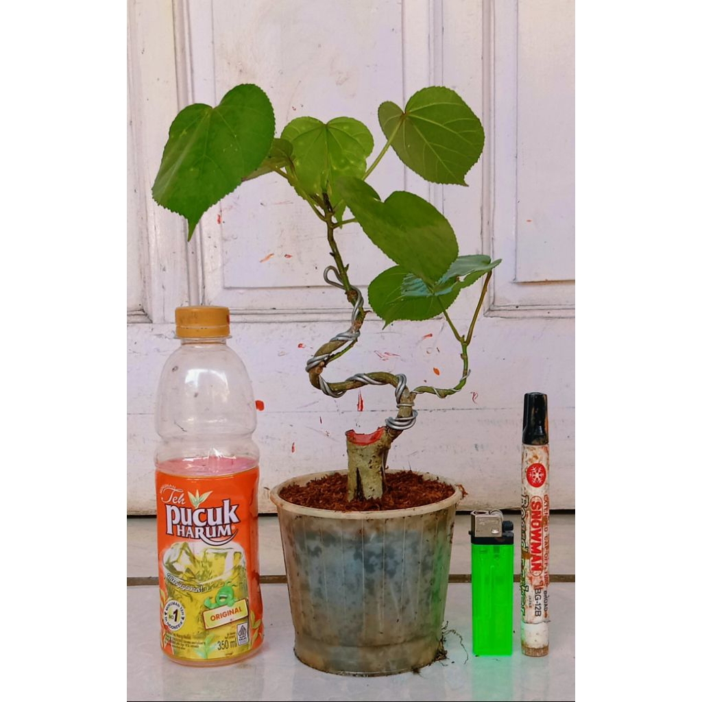 waru India meliuk prospek subur 30.000 program akar