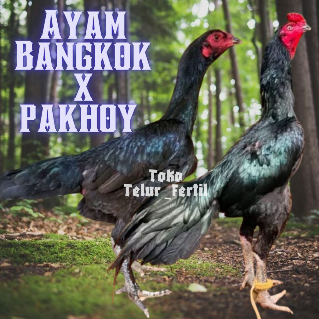 TELUR  AYAM BANGKOK x PAKHOY DRUMBAND