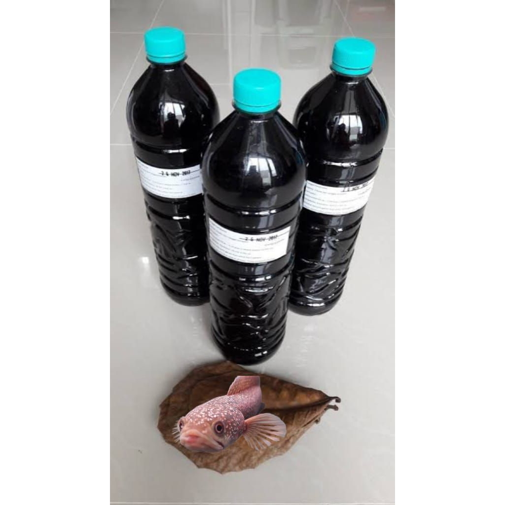 exstrak ketapang grade A asiatica RSP kalimaya 14cm fullmut