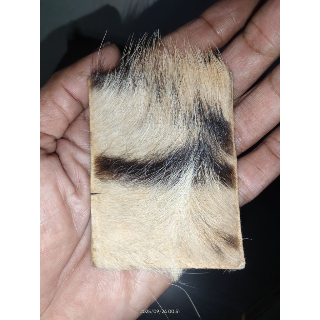 Pusaka Sepuh KULHAR Original Temuan Lokasian Langka Murah K94