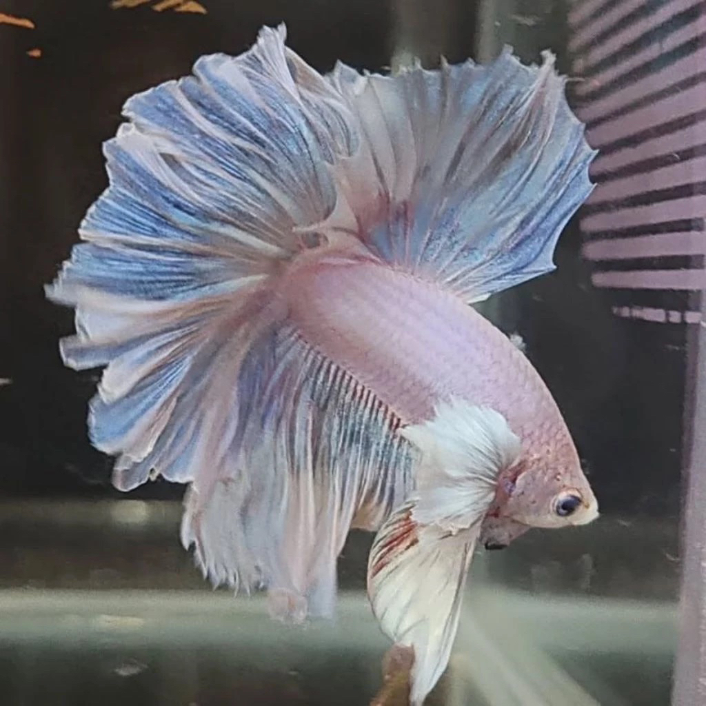 CUPANG HALFMOON DUMBO ROSE EAR HMDE