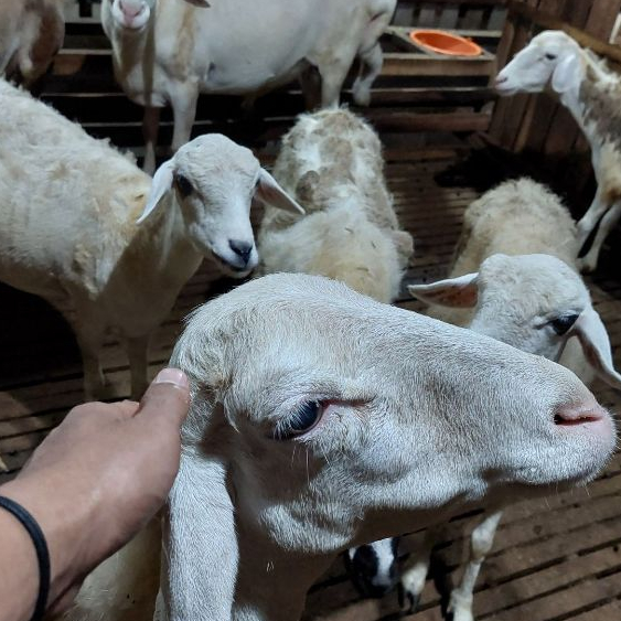 Kambing Ketring Kambing Aqiqah Kambing Betina Harga Hemat