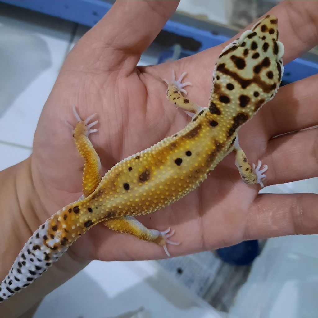 Top Grade Emerine Red Stripe Gecko Leopard Dewasa