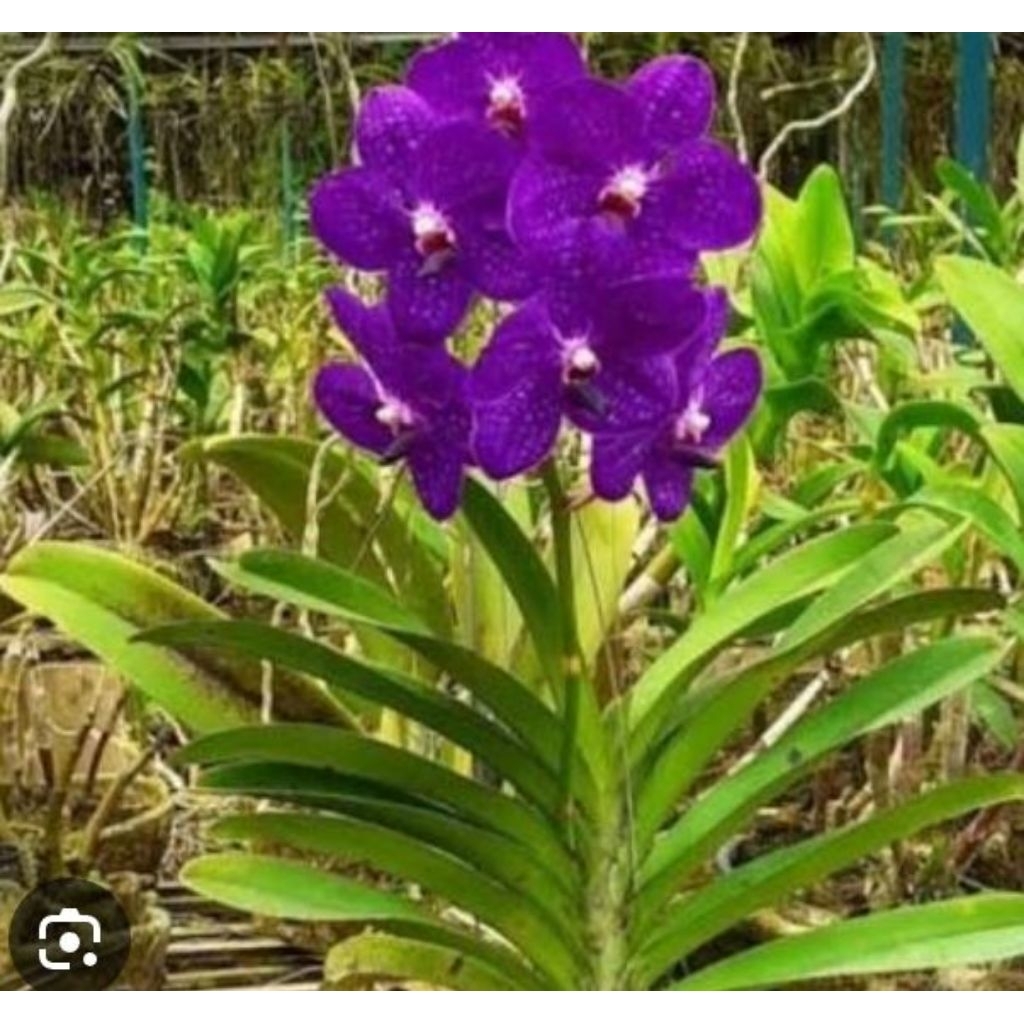 anggrek vanda ori siap berbunga