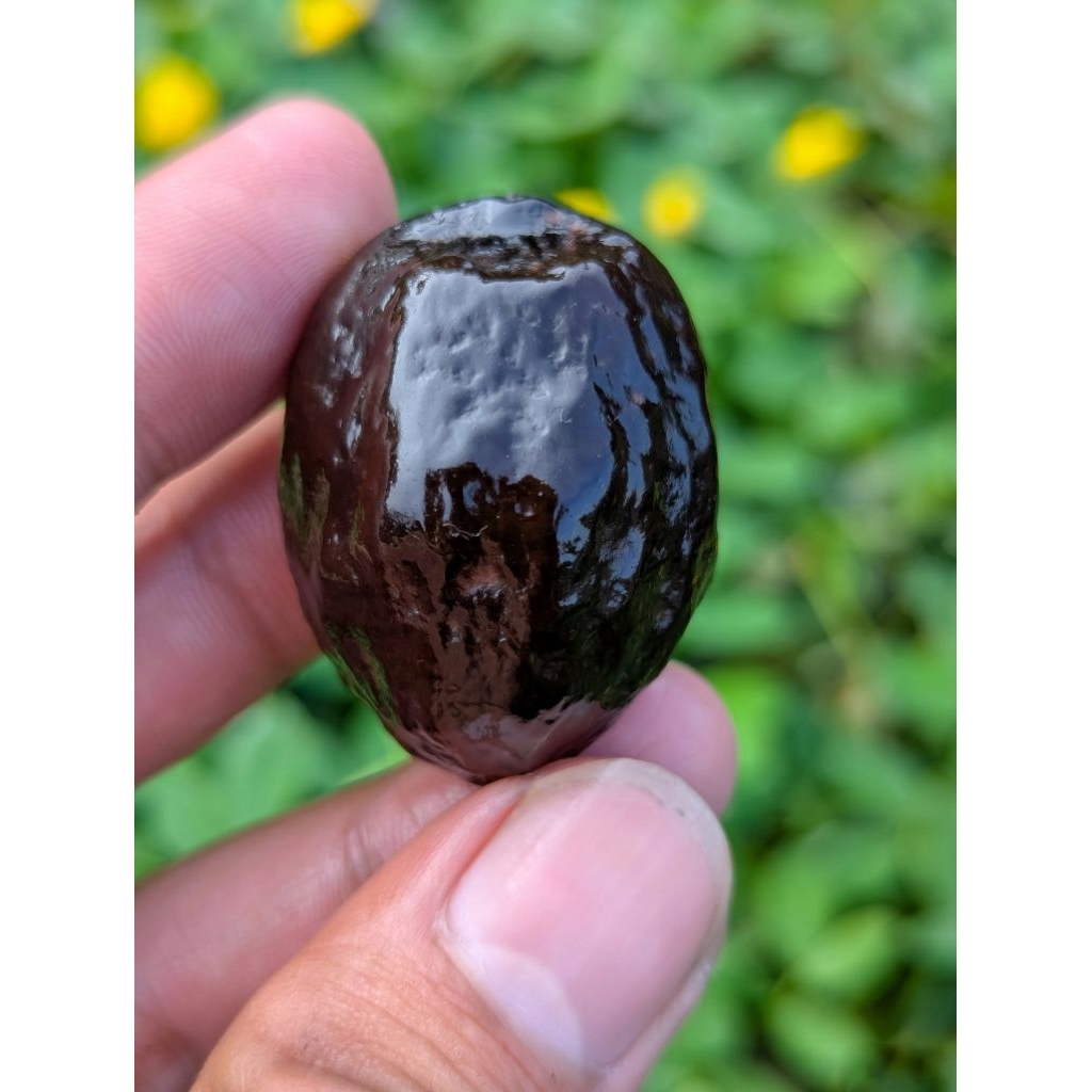 Muncang pedang super