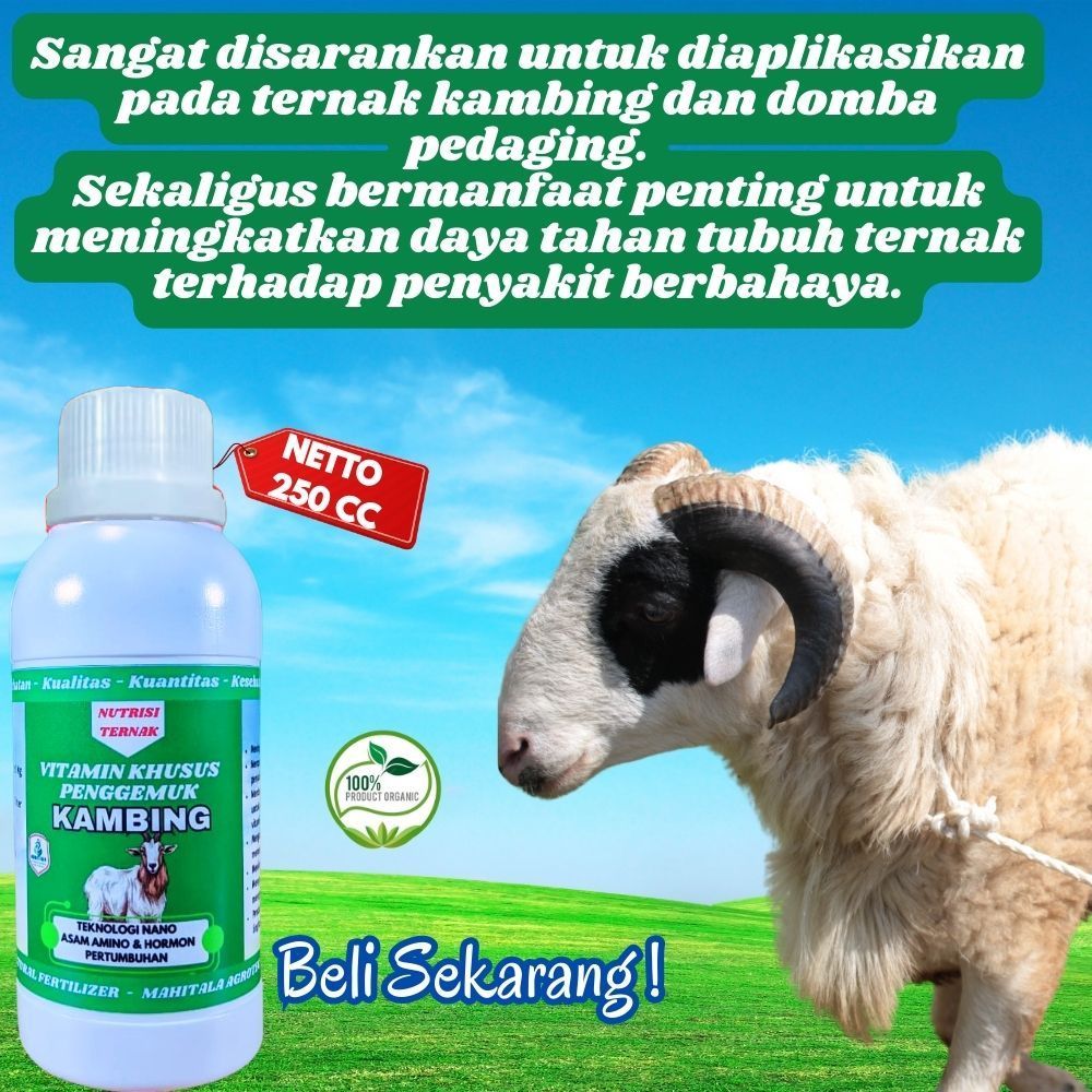 Vitamin Khusus Kambing Biar Cepat Gemuk Obat Penggemuk Kambing Domba Obat Nafsu Makan Kambing Domba