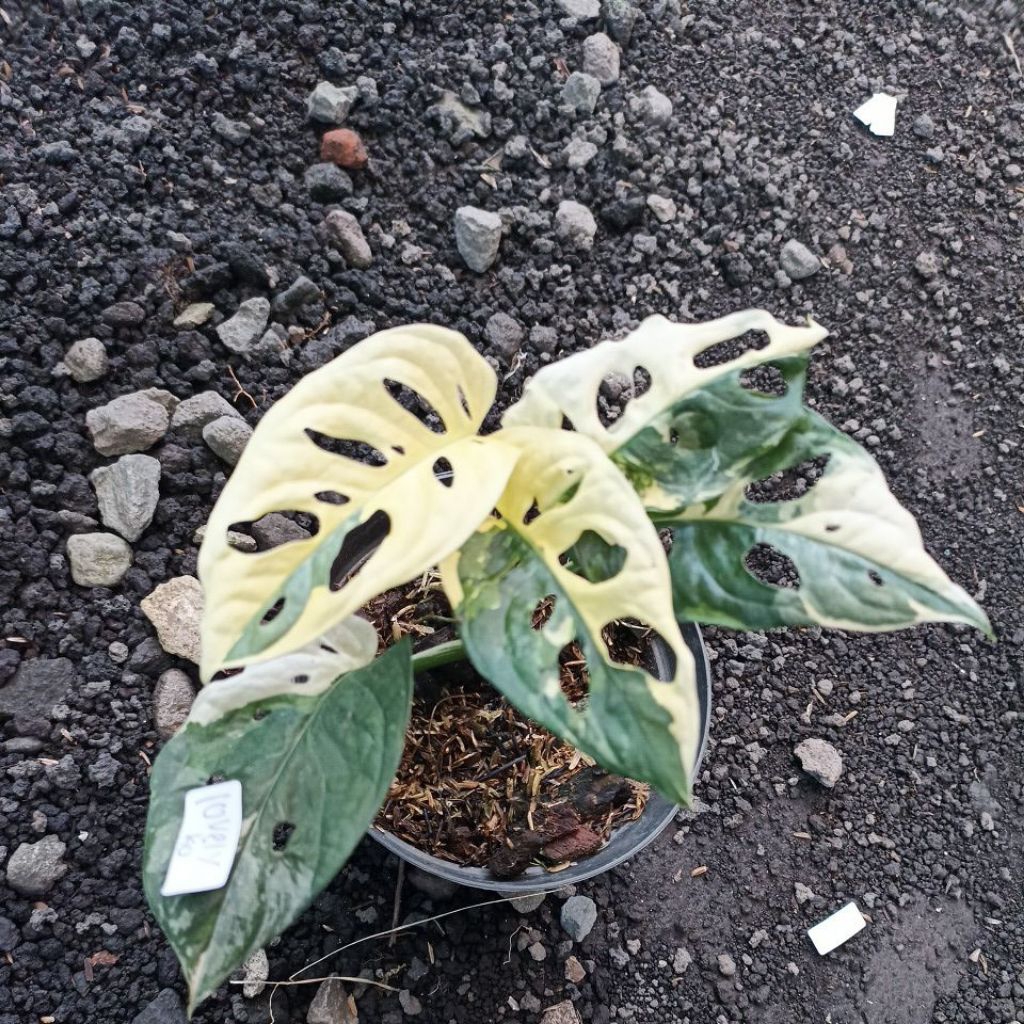 janbol jepang variegata