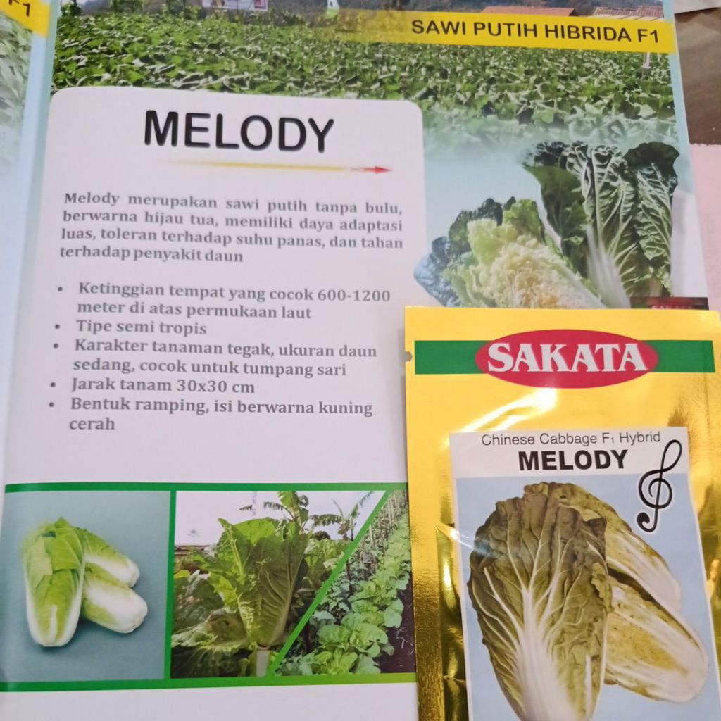 sawi putih melody sakata
