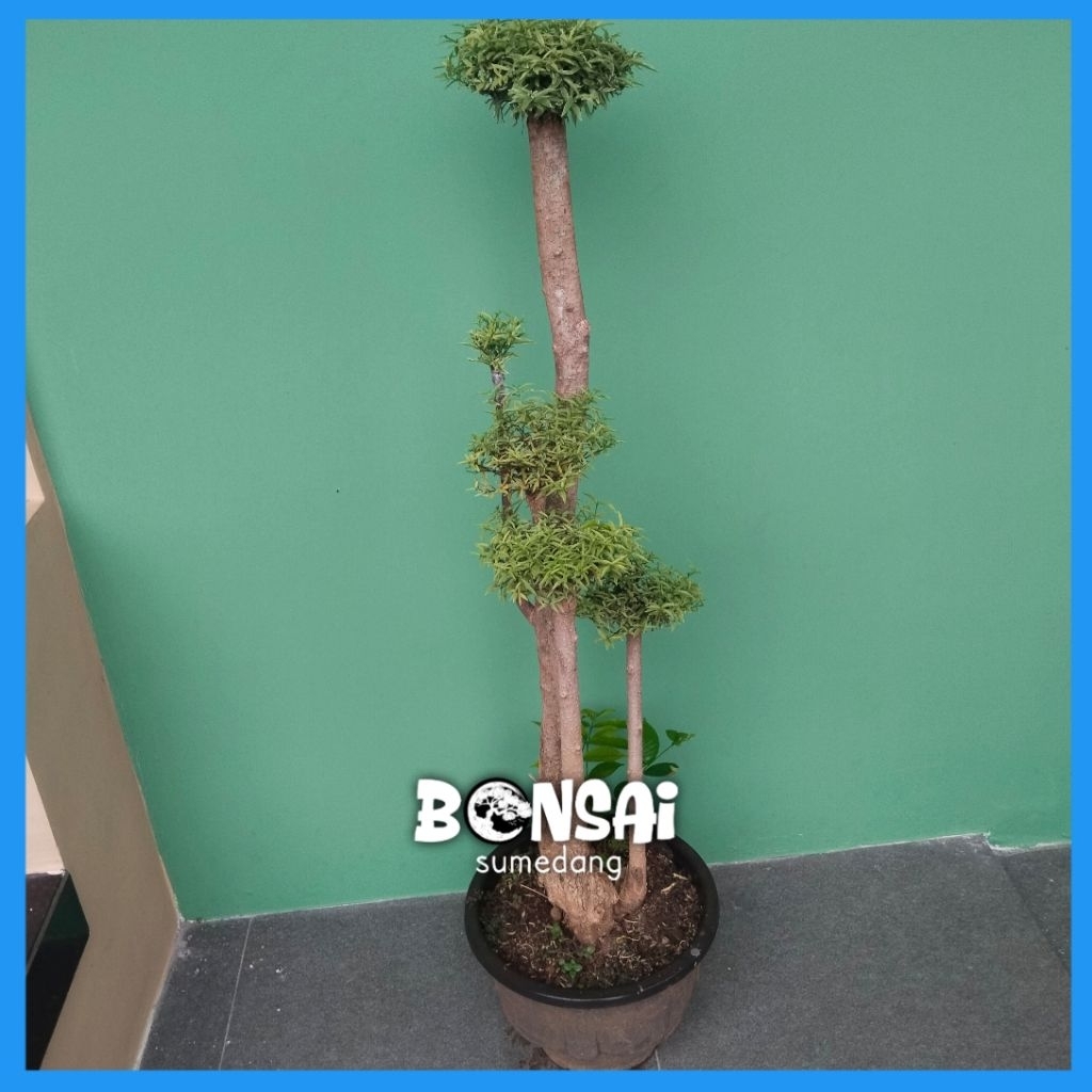 BONSAI ANTING PUTRI MAKRO MIKRO DAUN KECIL 1METER UP 3TRAP /BONSAI JALITRI MENTAOS B