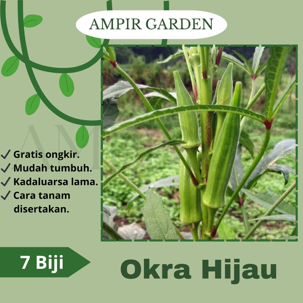 7 Biji Benih OKRA HIJAU / Bibit Benih Tanaman Sayuran Okra Green Herbal / Sayur Keripik Okra