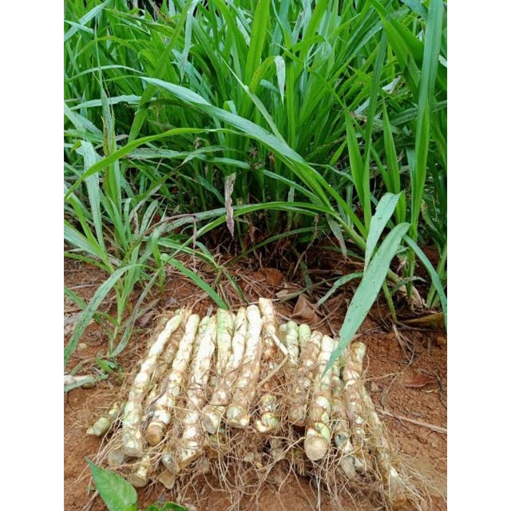 Bibit rumput odot perbatang