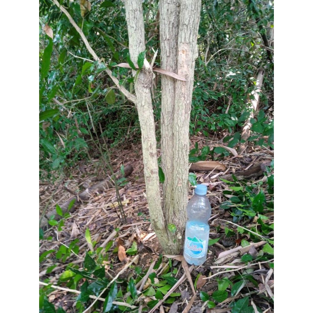 bahan bonsai kemuning fresh dongkel, tanaman kemuning jumbo.