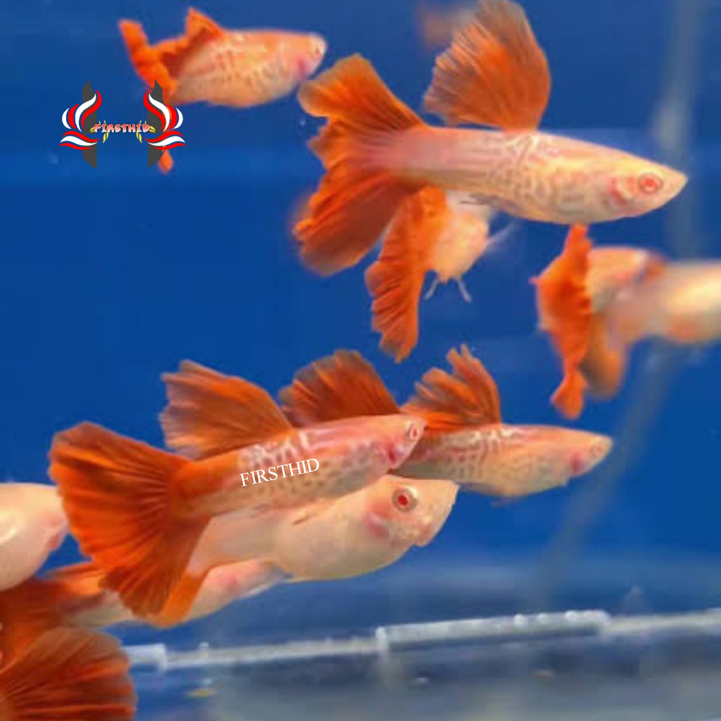 (1 PSG) GUPPY Albino Snakeskin Red Tail penghias aksesoris akuarium