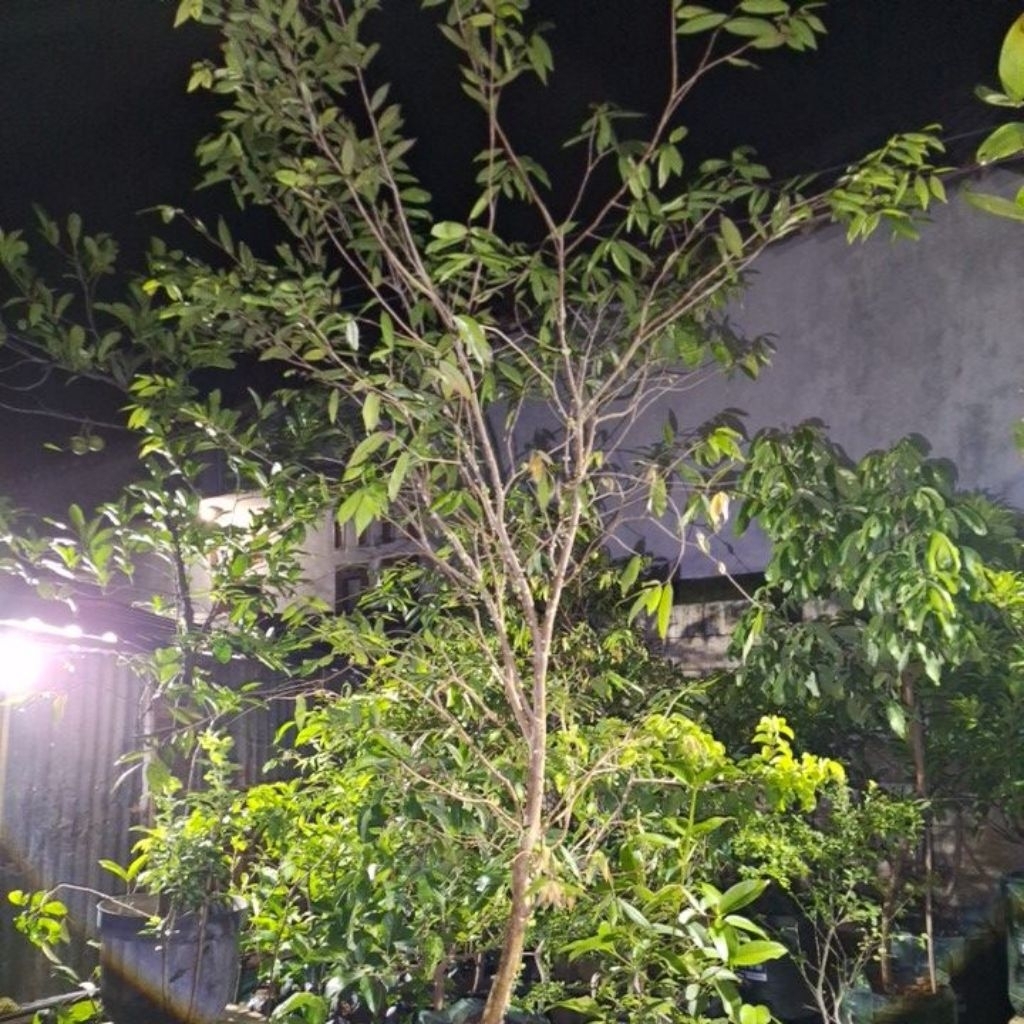 anggur pohon whitejaboticaba super besar berbuah