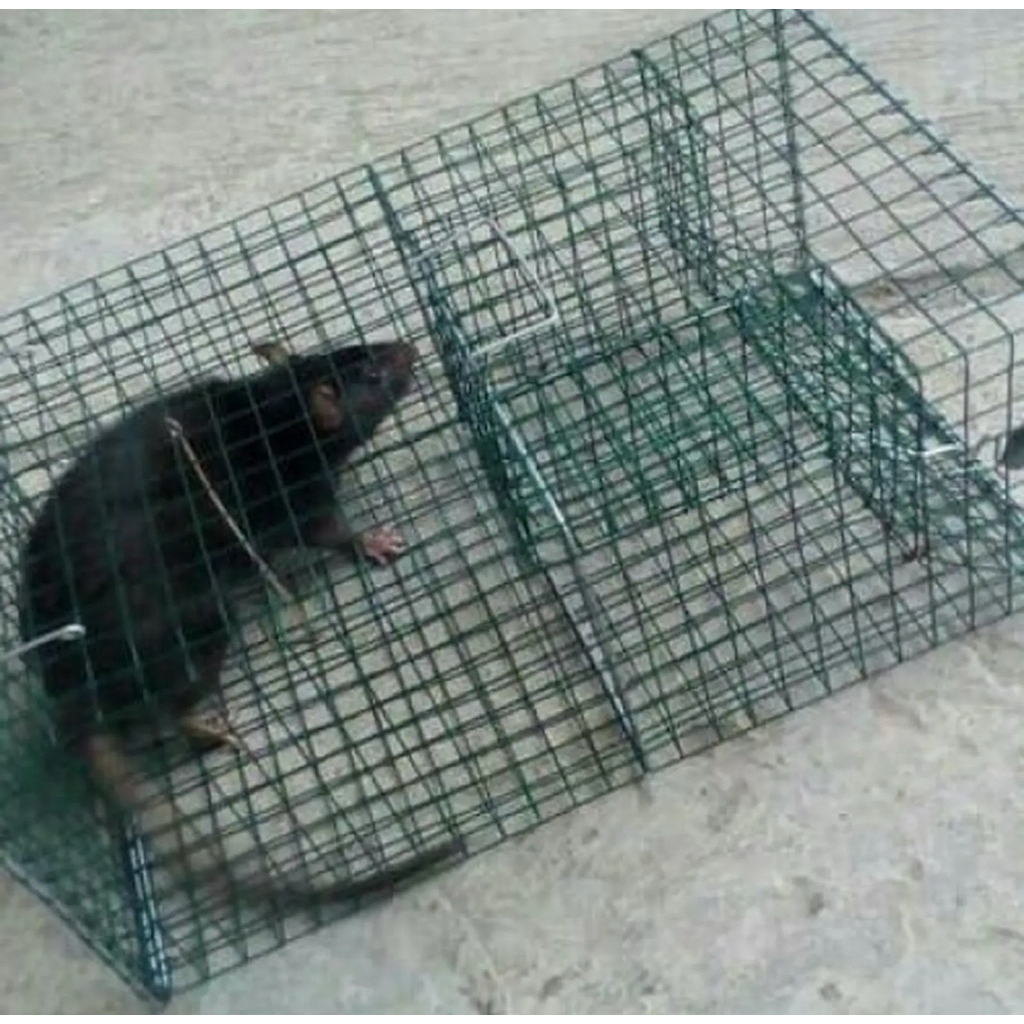 Jebakan tikus kawat//jebakan tikus massal