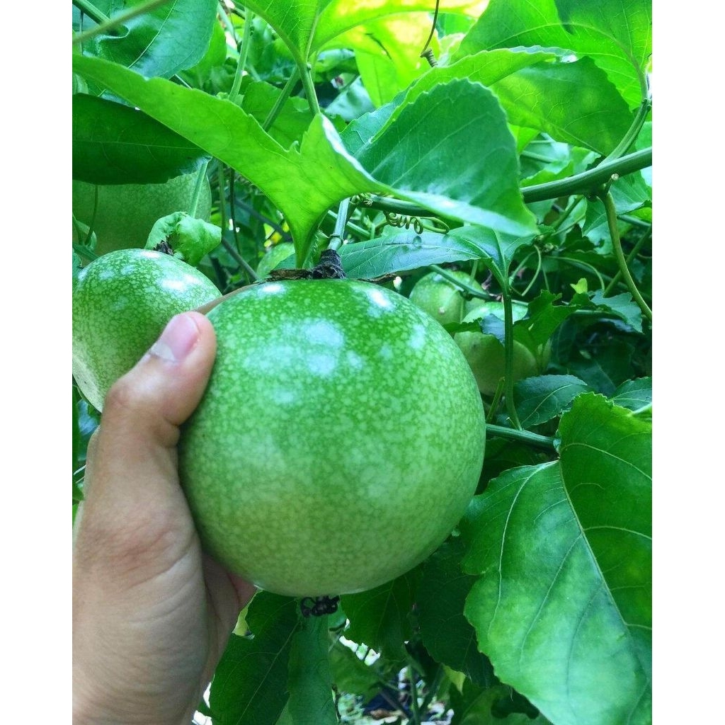 Buah markisa hijau rasa asam manis 1kg
