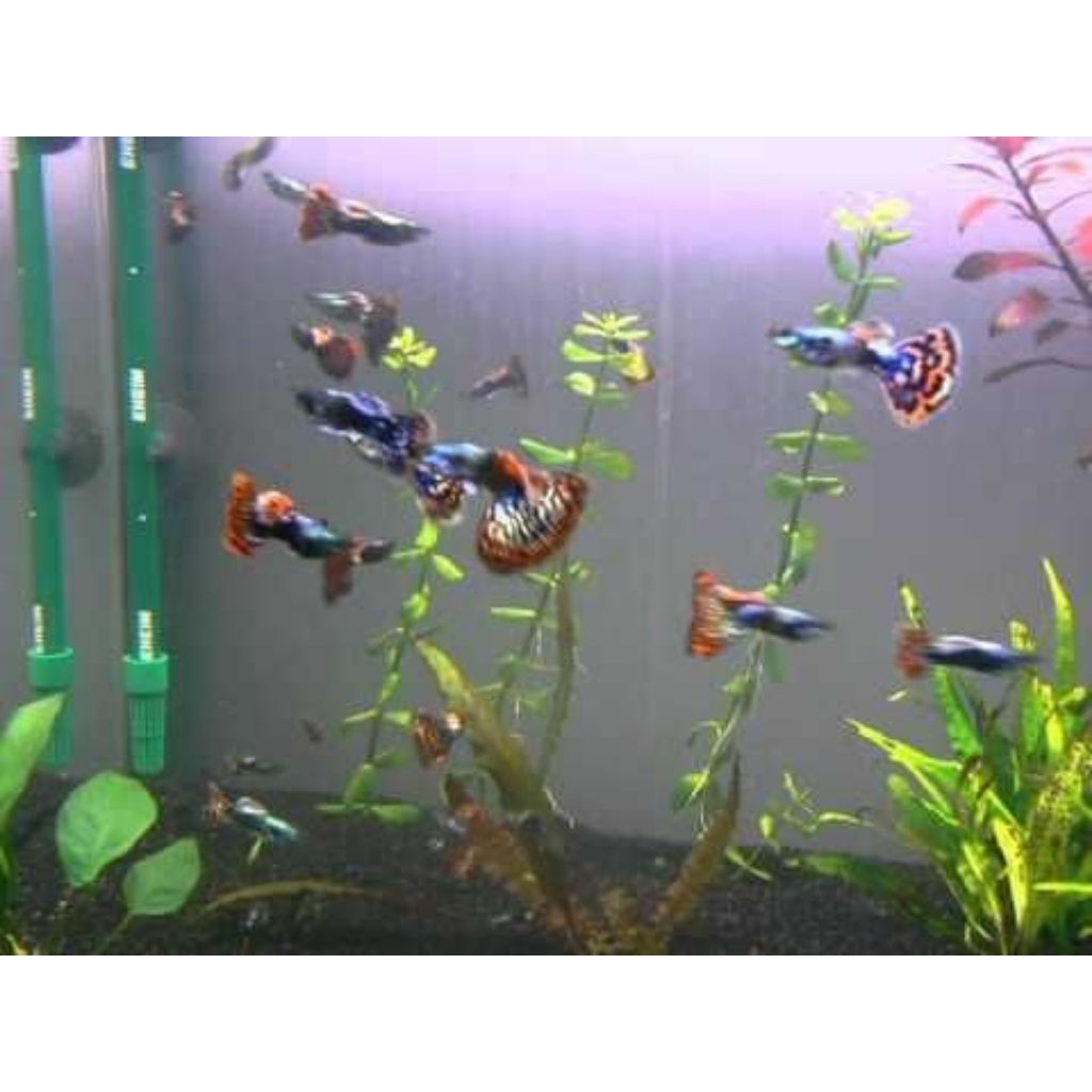 Packing kardus tebal Guppy Prmde Platinum red mozaik dumbo ear