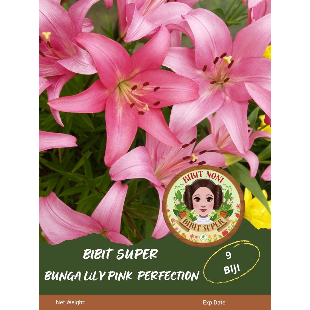 Bibit Super Bunga Lily Pink Perfection | Biji Benih Bunga Lily Pink