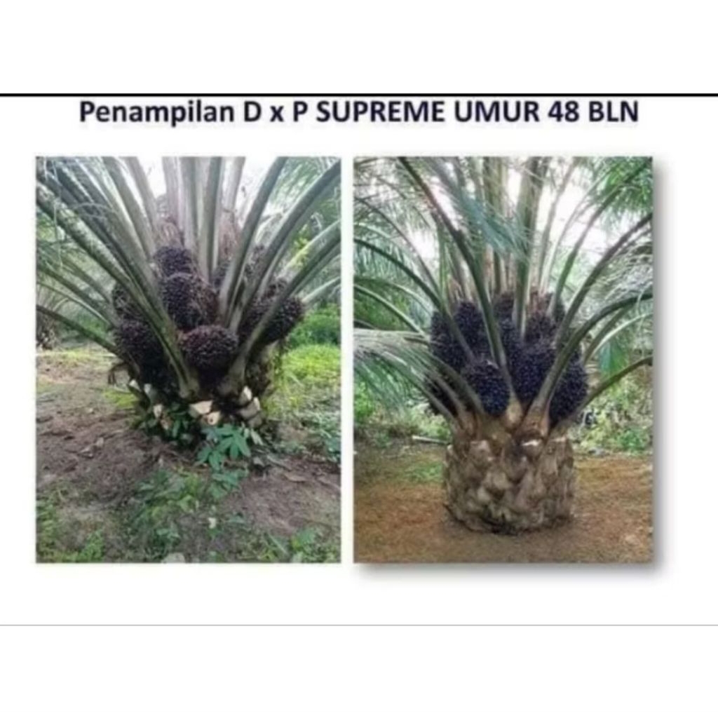 Benih Sawit Unggul DxP SEU SUPREME BER KUALITAS