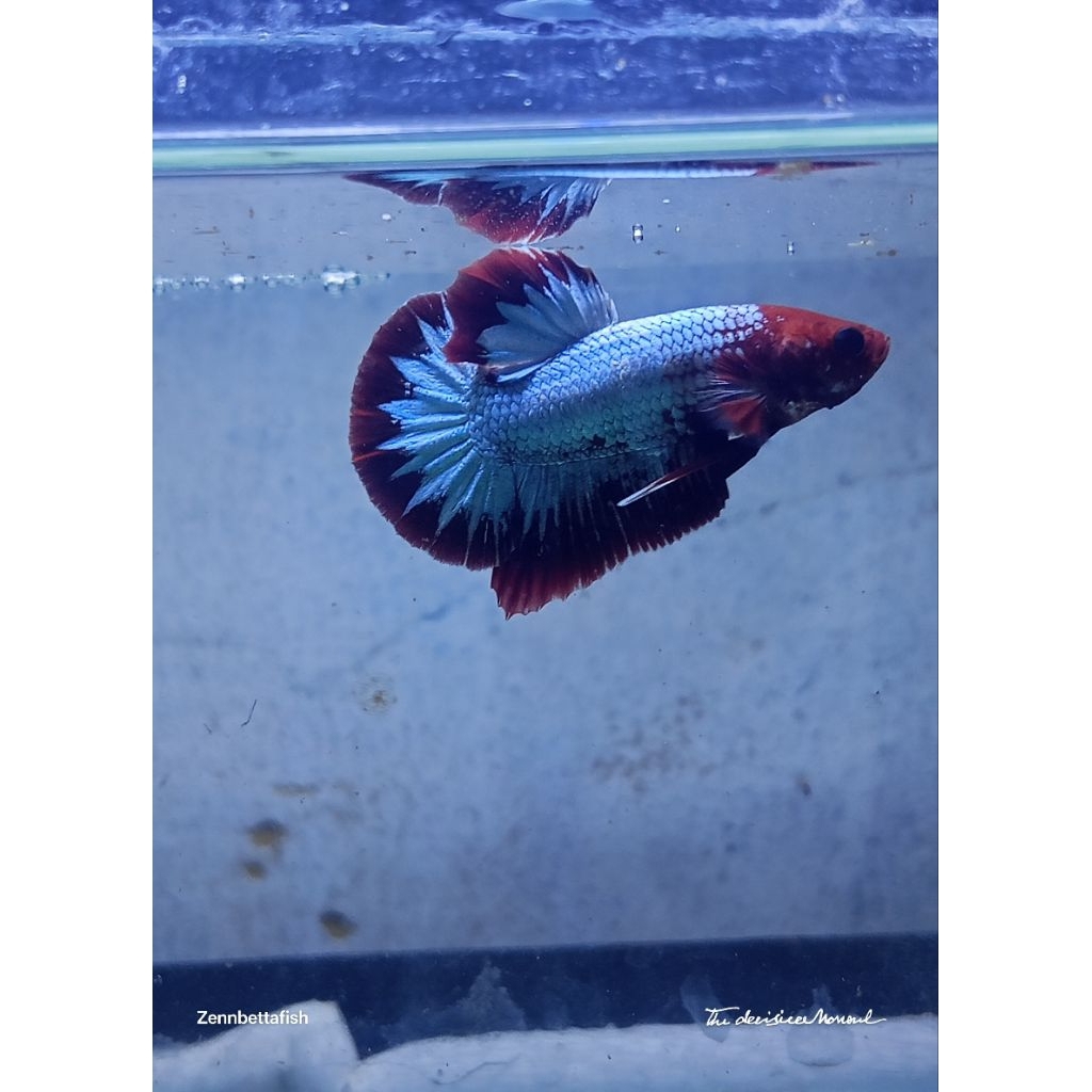 Fccp red head star tail jantan dewasa