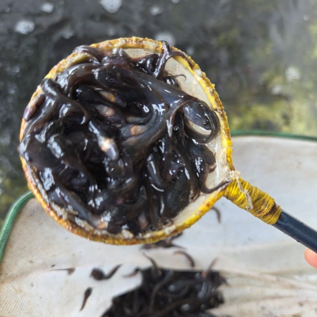 ikan lele kecil pakan predator