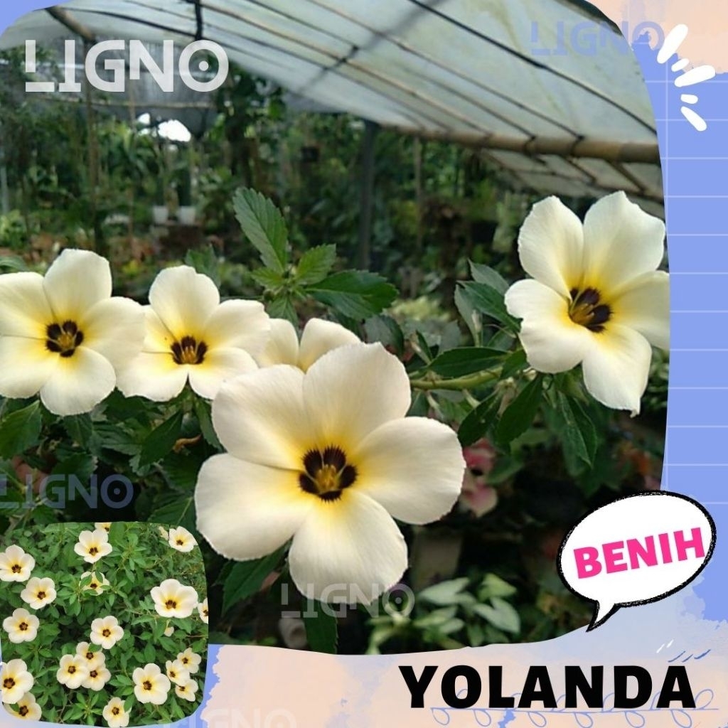 Benih BUNGA YOLANDA Biji Tanaman