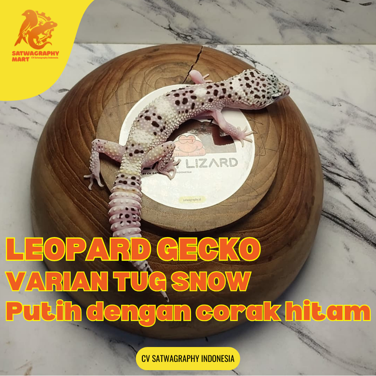 Mainan Anak GECKO Warna TUG SNOW TS bukan Mack Snow