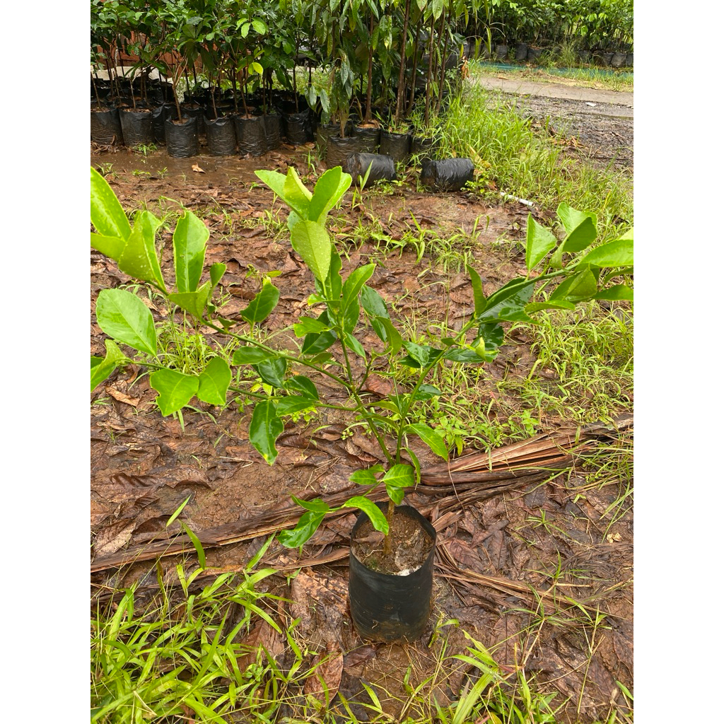 bibit jeruk lemon super / Bibit Jeruk Lemon Siap Berbuah / Bibit Jeruk Lemon Jumbo