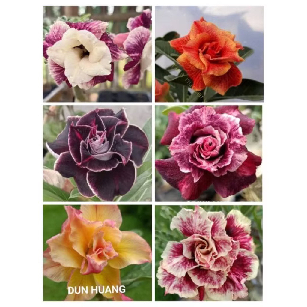 PROMOADENIUM KAMBOJA JEPANG BUNGA TUMPUK GRAFTING