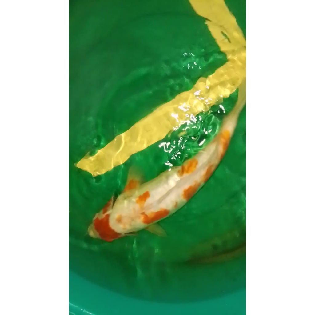 Ikan koi jenis Koshui Shusui putih jumbo 47cm