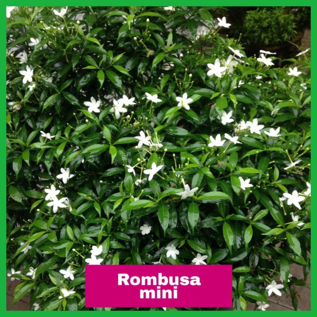 Rombusa Mini Hias Bunga Putih – Jasmine thai — Tanaman Hias Rombusa Mini
