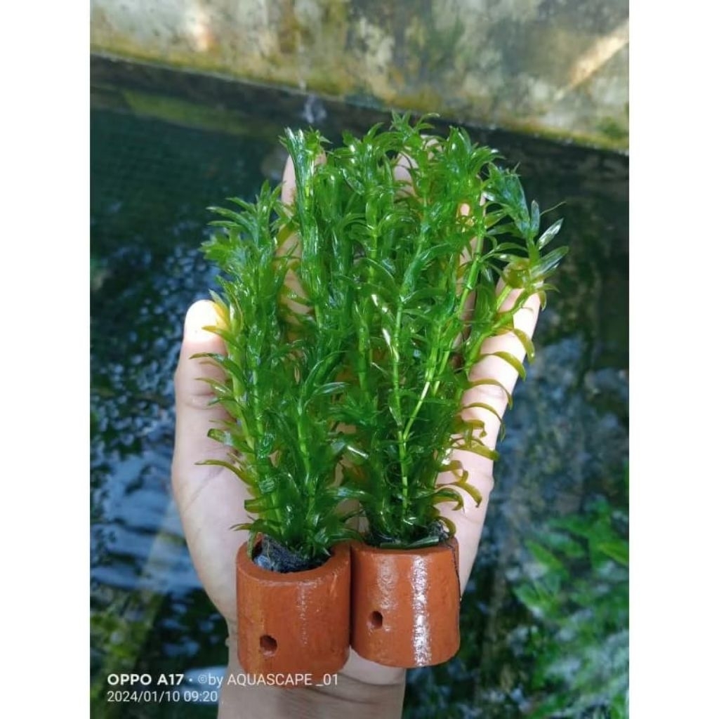 Tanaman air aquascape HYDRILLA