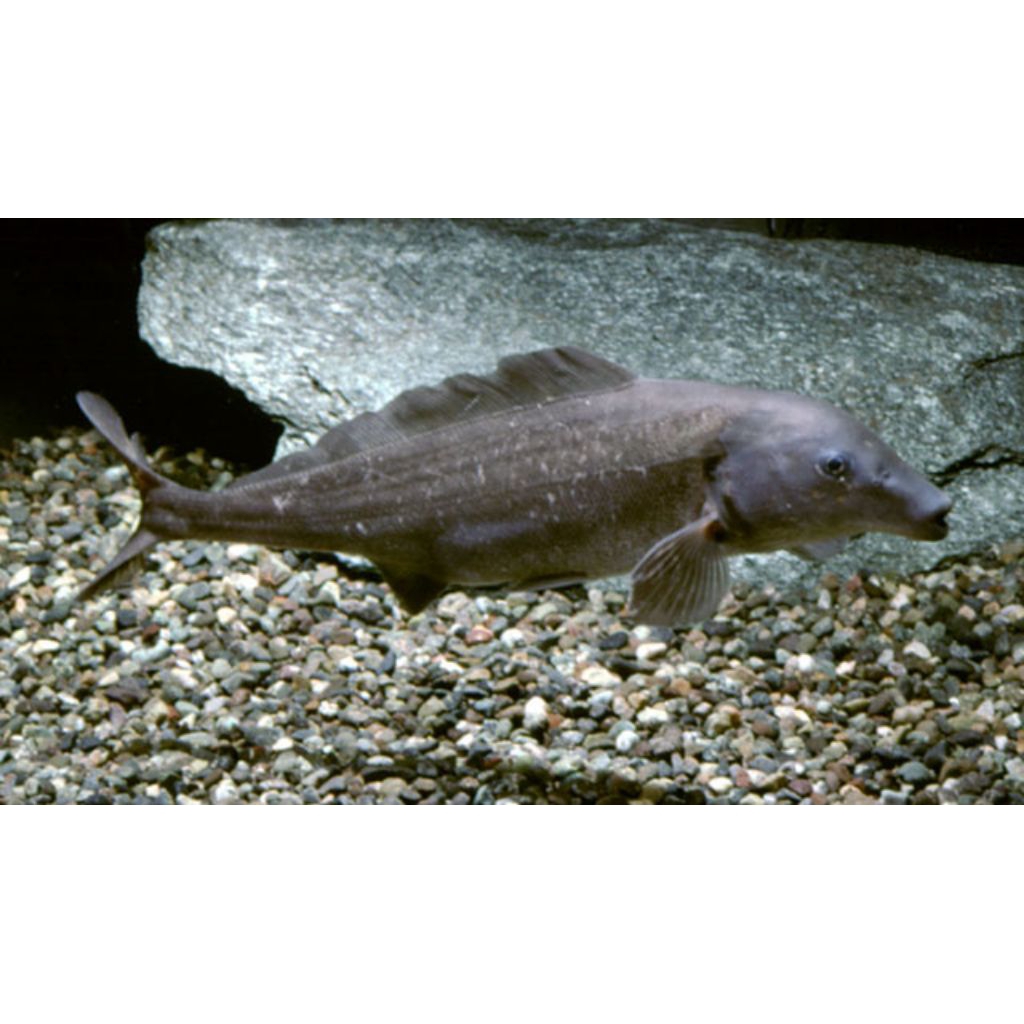 baby dolphin ikan hias air tawar