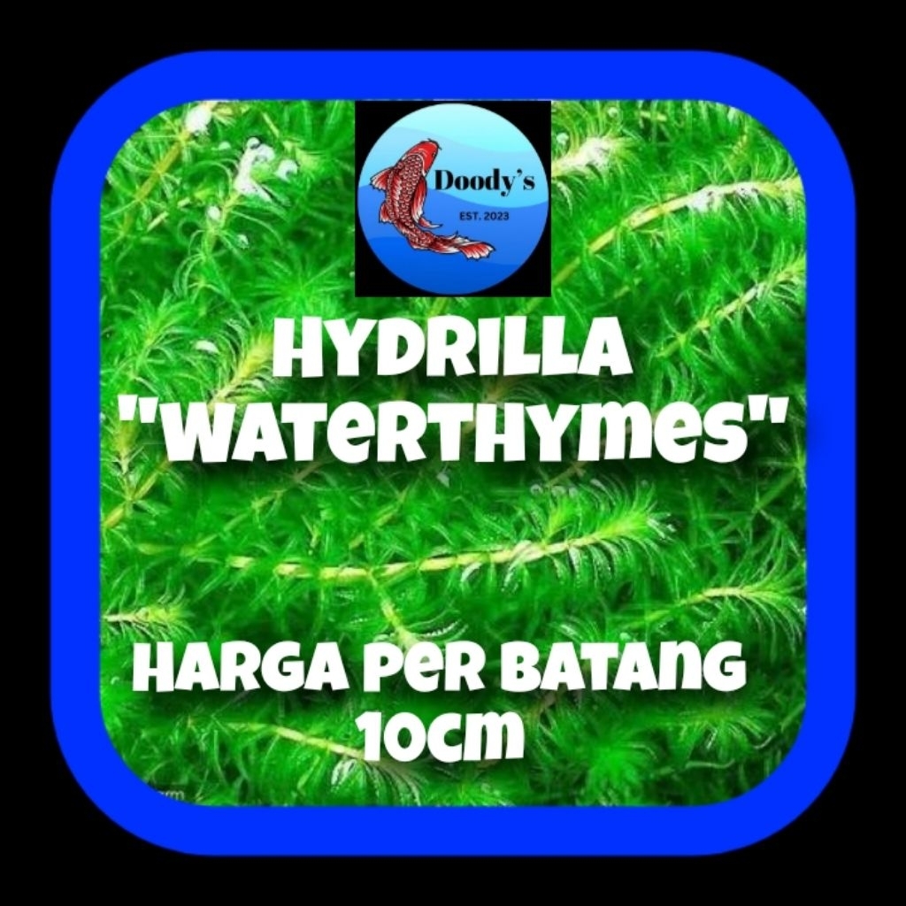 Hydrilla Verticillata "waterthymes" Pengiriman ke seluruh Indonesia