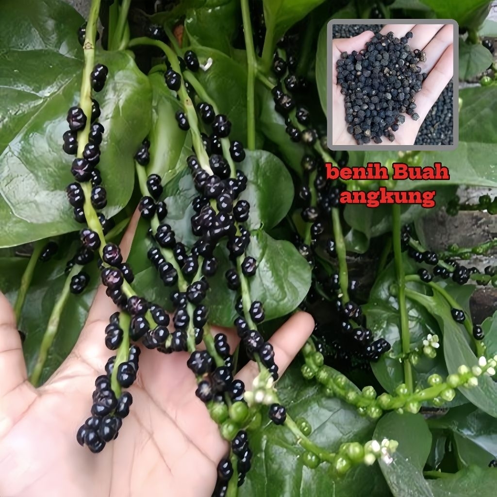 5 Biji Benih Buah Angkung Tanaman Herbal alami Bibit Angkung