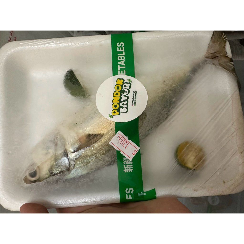 ikan peda frozen/ikan peda beku