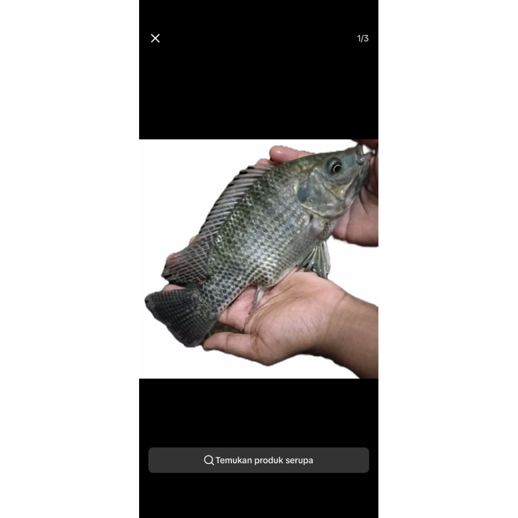 Ikan mujair/Nila Segar 500g - 1kg(masih hidup)Bersih, Segar, dan Siap Masak