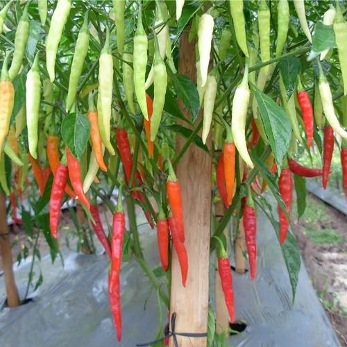 15 Benih Biji Cabe Rawit RINTA F1