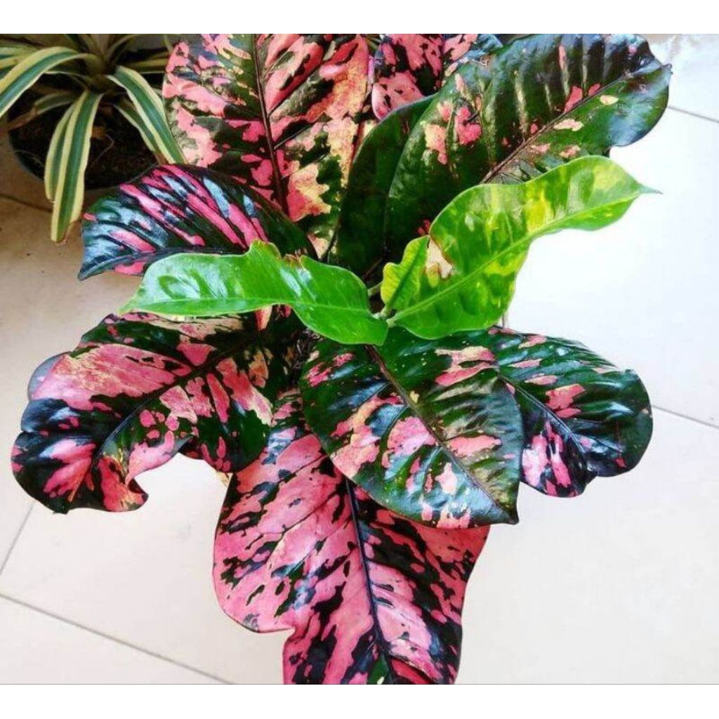 tanaman hias puring Oscar - puring oscar - puring